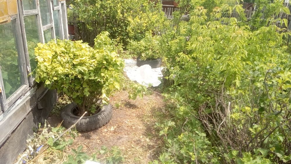 Продаю срочно дачу ДО МИЧУРИНЕЦ