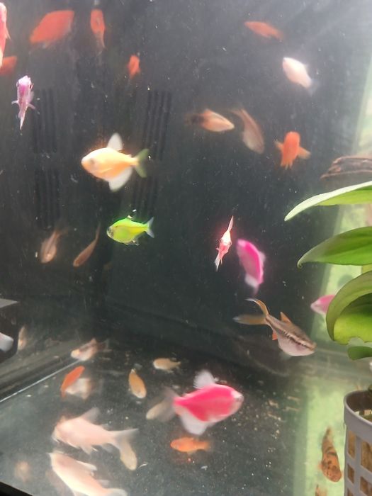 Pești de acvariu