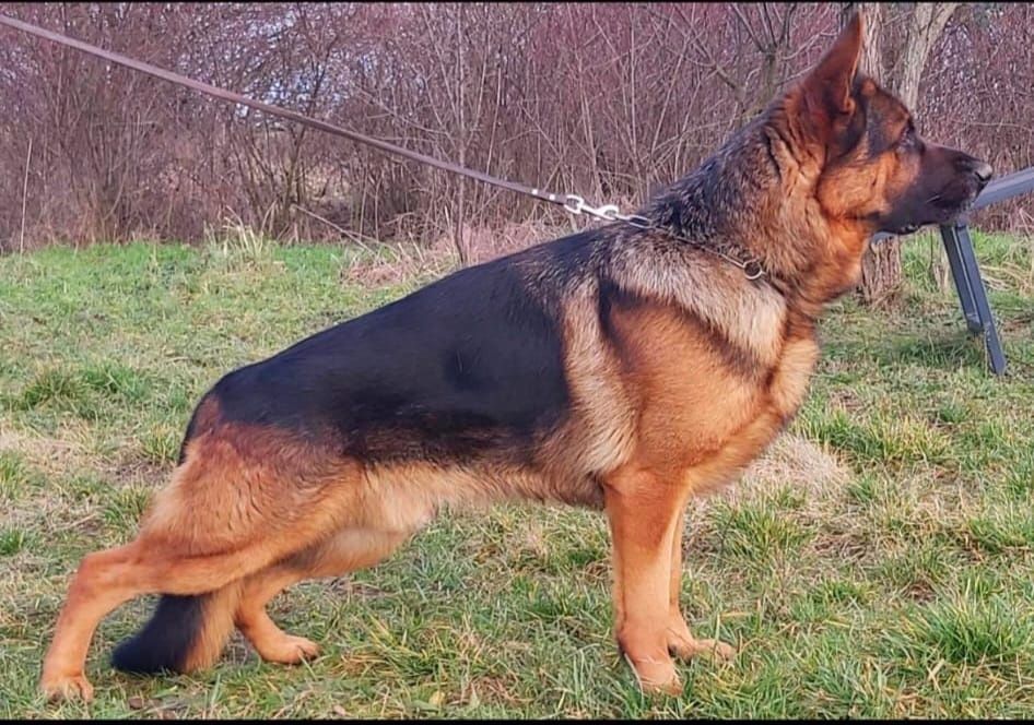 Ciobanesc german