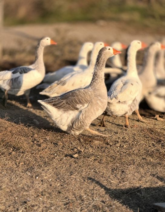 Vând familie de gâște