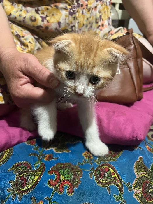 Кошка веслоухи мальчик