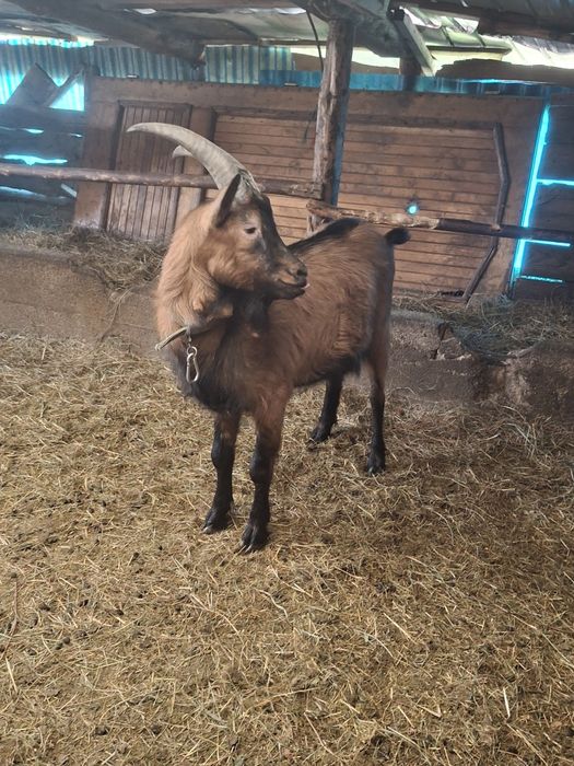 Vând țap francez alpin