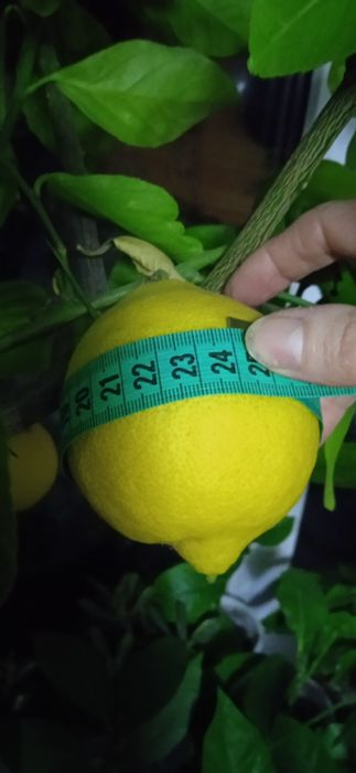 Продам плодоносящий лимон (саженец)