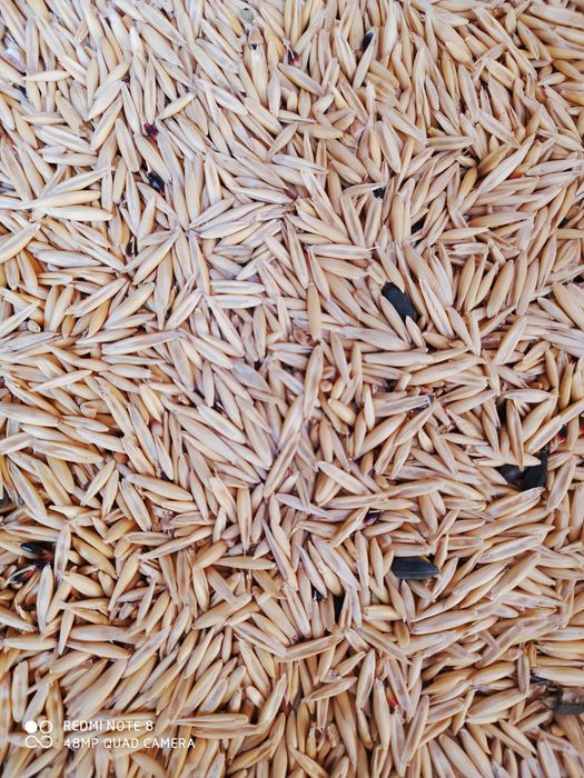 Овес сатылады чистый без мусора