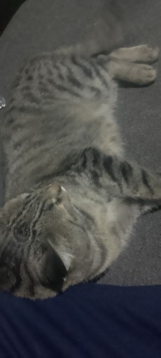 mushuk sotiladi juda yuvosh