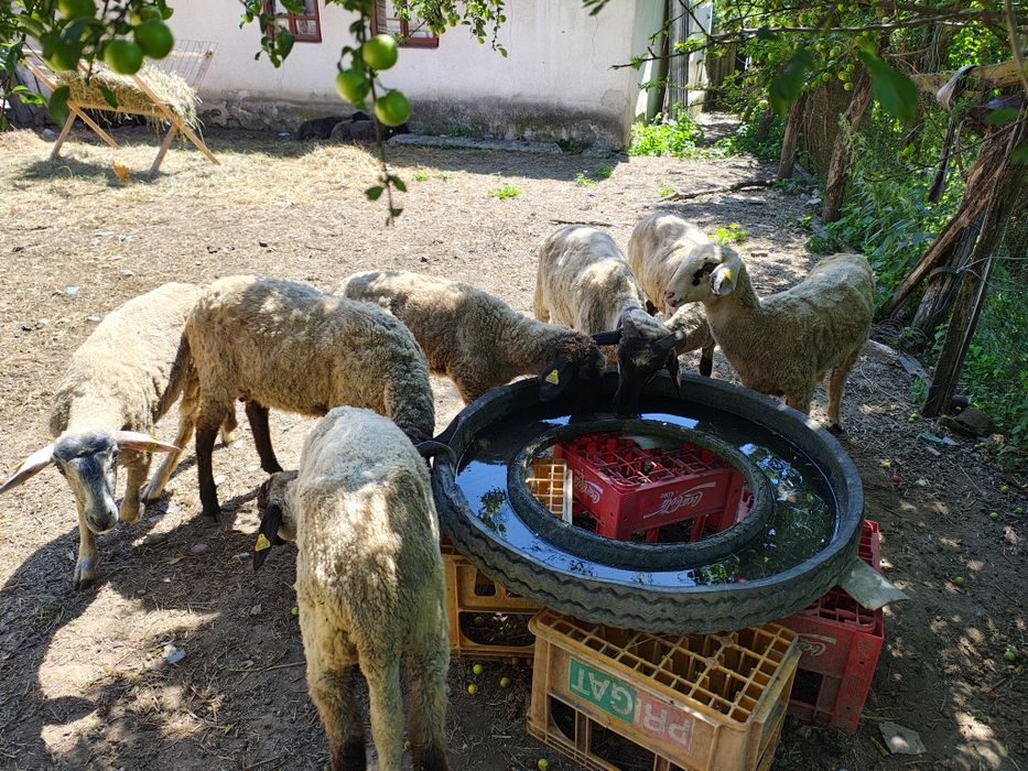 Mieluțe Miei  Carabase