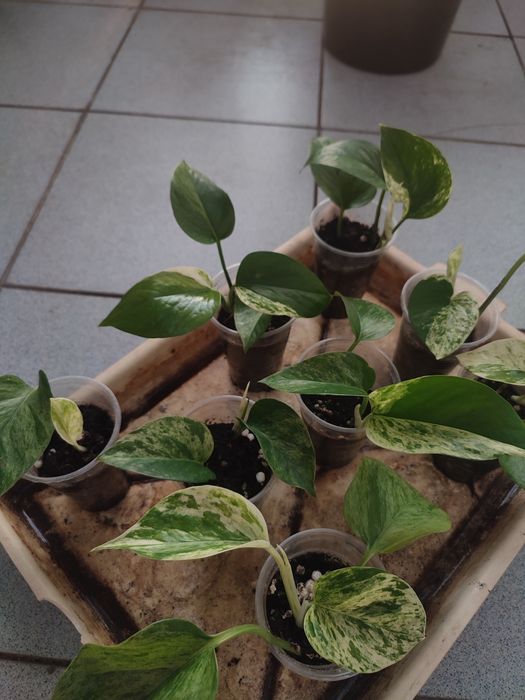 Сциндапсус марбл квин