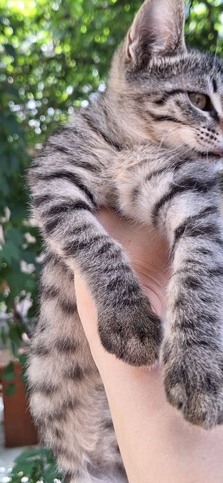 Котик в добрые руки