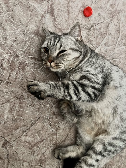 Кот шотландский вислоухий