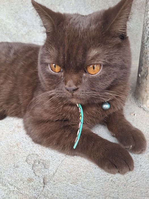 Skotish strayt (akrasi chokko )