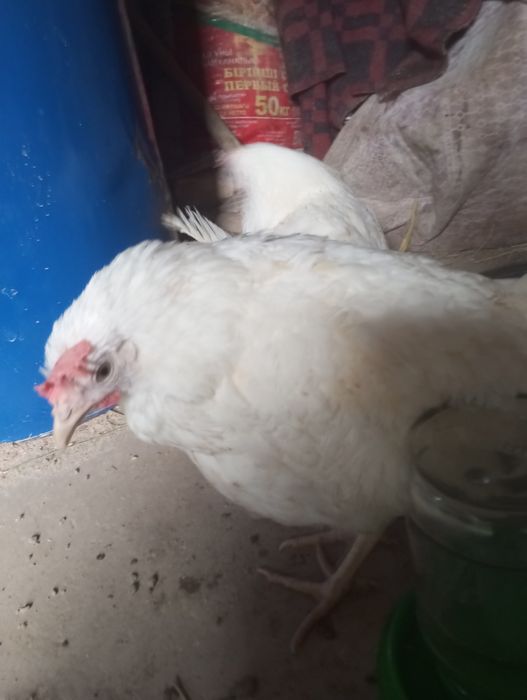 Несушки каралл срочно келісеміз 5еу бар