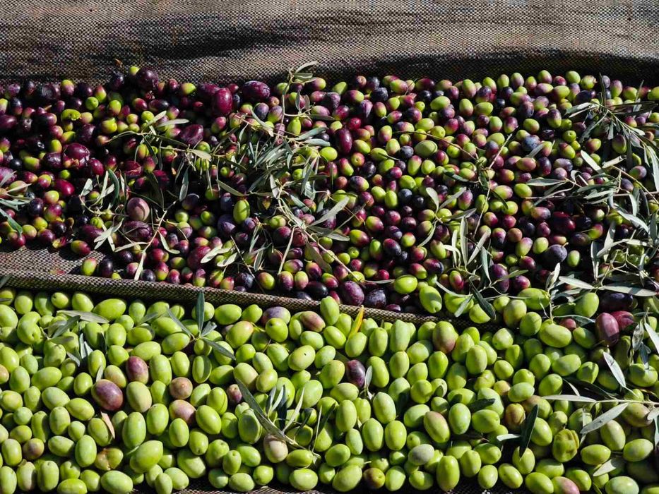 Домашен зехтин – реколта 2025 | студено пресован | 5 кг тенекия