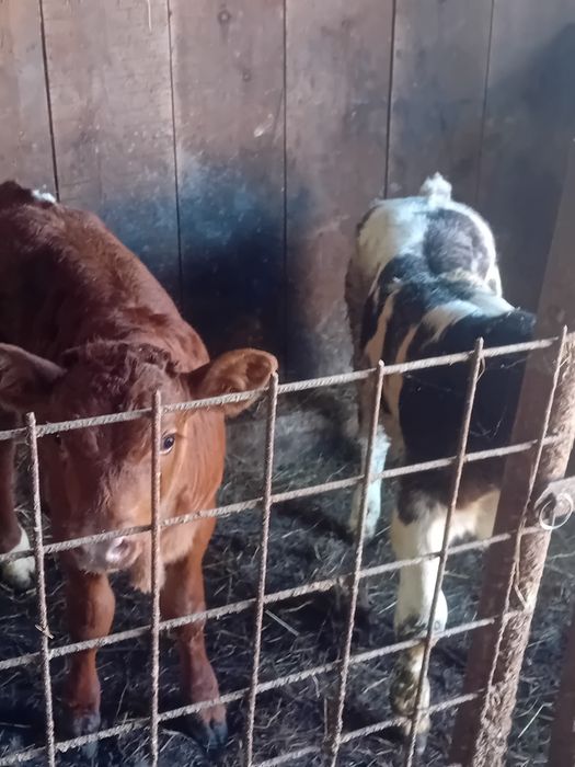 Vând doi masculi  5 săptămâni
