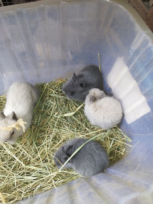 Кролики декоративные