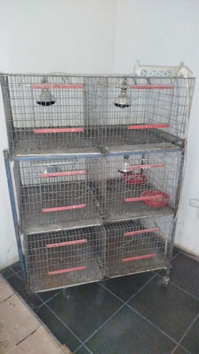 Modul cusca/ maternitate pui de o zi