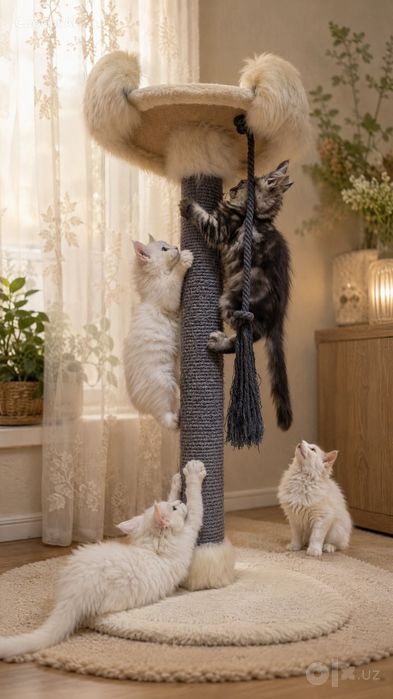 Котята породы Майн-кун