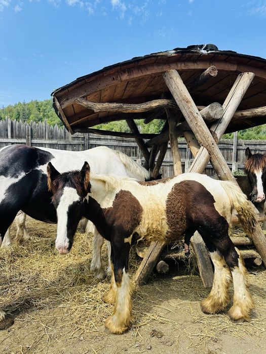 Vand mânz Gypsy Vanner