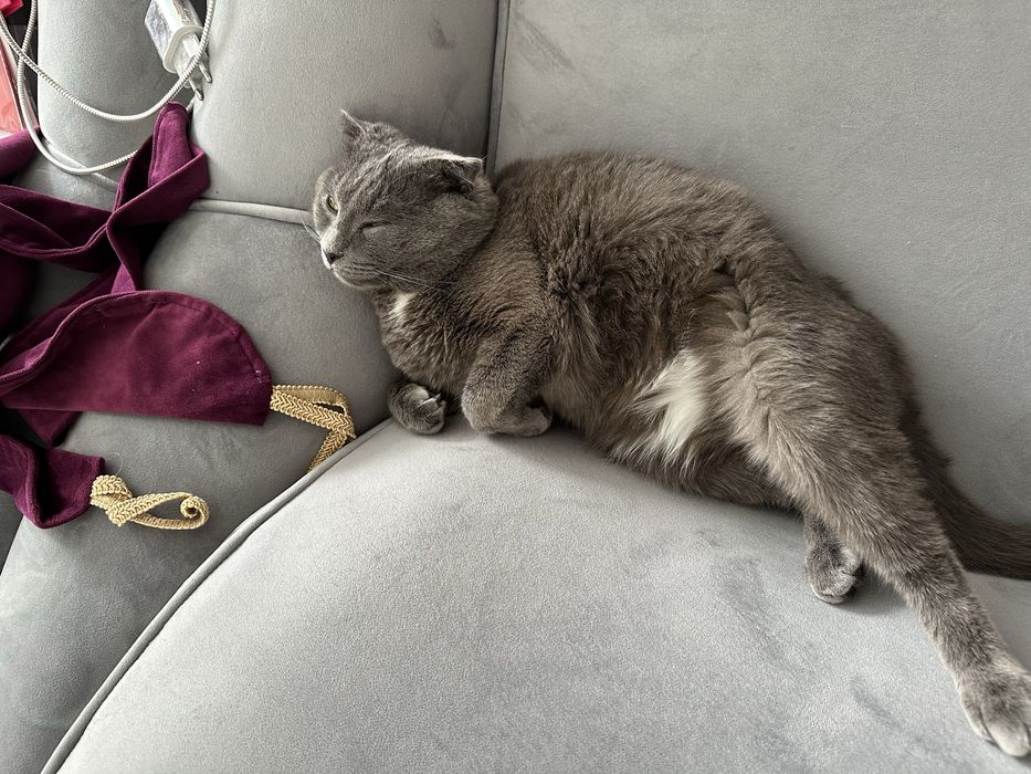 Британский породистый кот