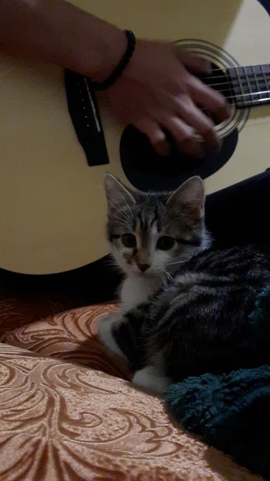 Отдам котёнока мальчика