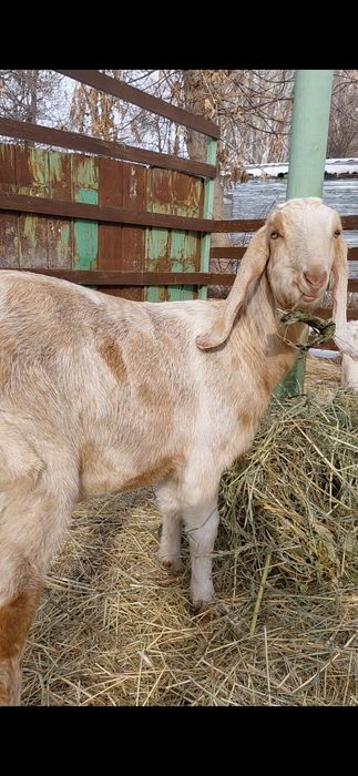 Корочка  англо нубийская