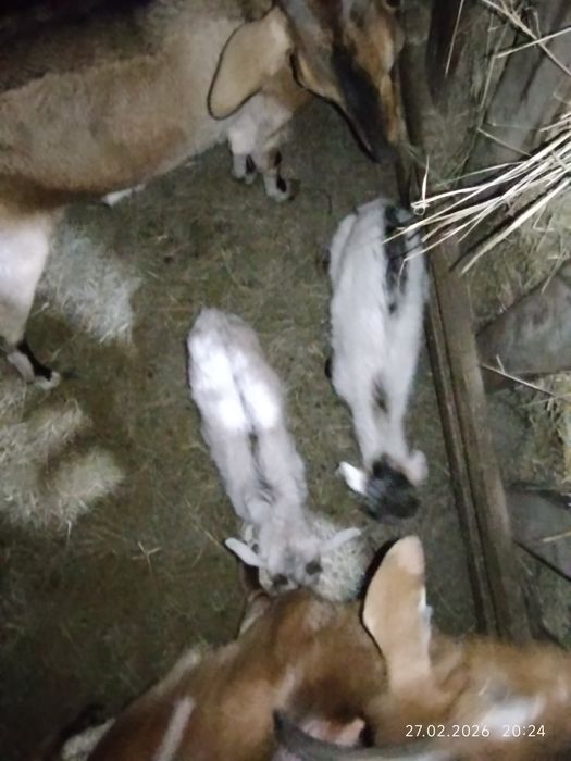 Козёл производитель