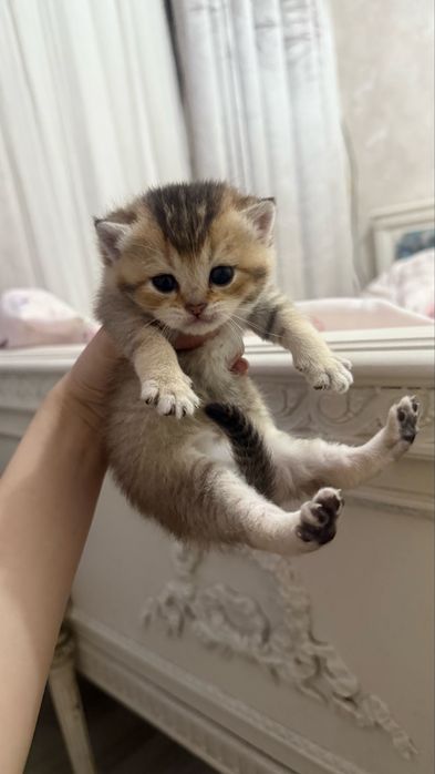продаются котята шиншилы