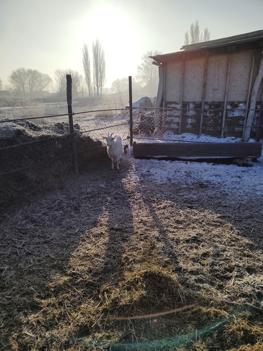 Козёл коза Зааненские