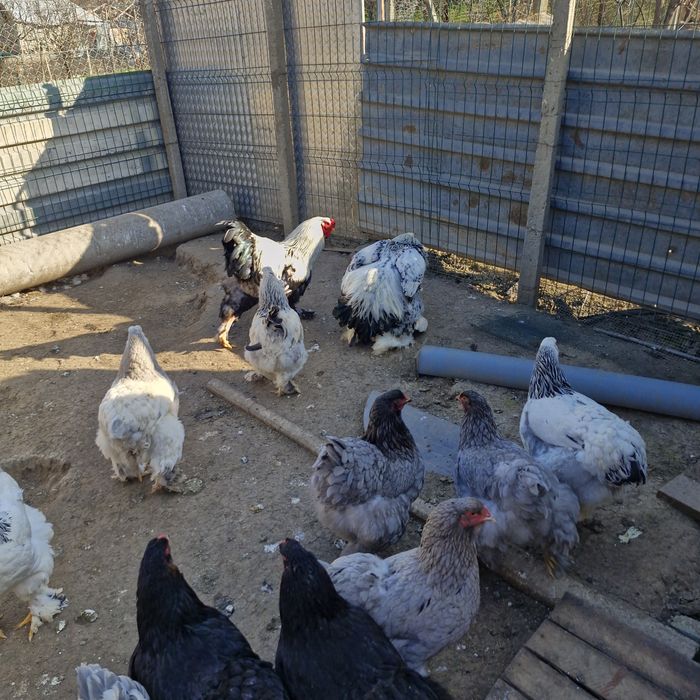 cocosi de vanzare brahma și oua.