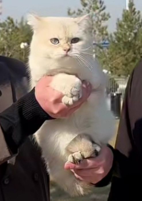 Mushuk sotiladi. Zotdor. British shorthair  8 oylik sog'lom