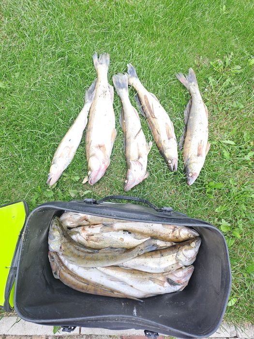 рыба судак 2500 кг