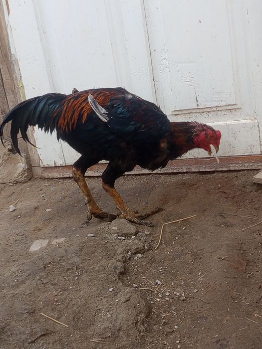 Dakang xuroz sotiladi sogʻligi hammasi joyida yep ichishga garantiya