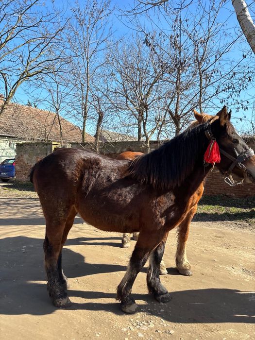 Iapă si manza  de vanzare