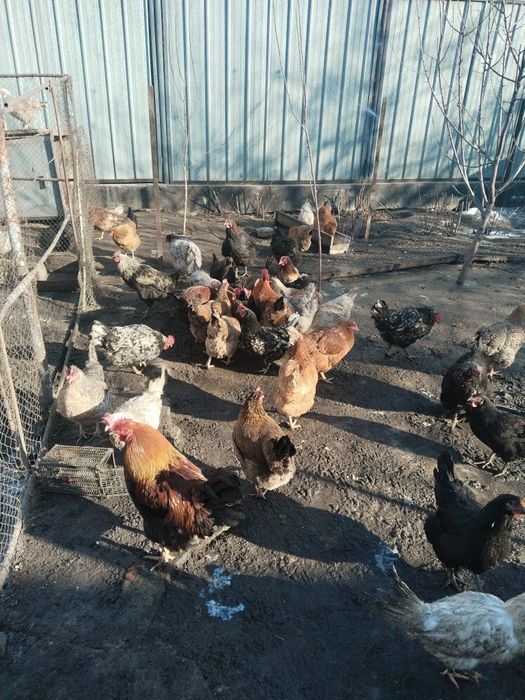 Куры петухи на выбор около 100 штук несутся