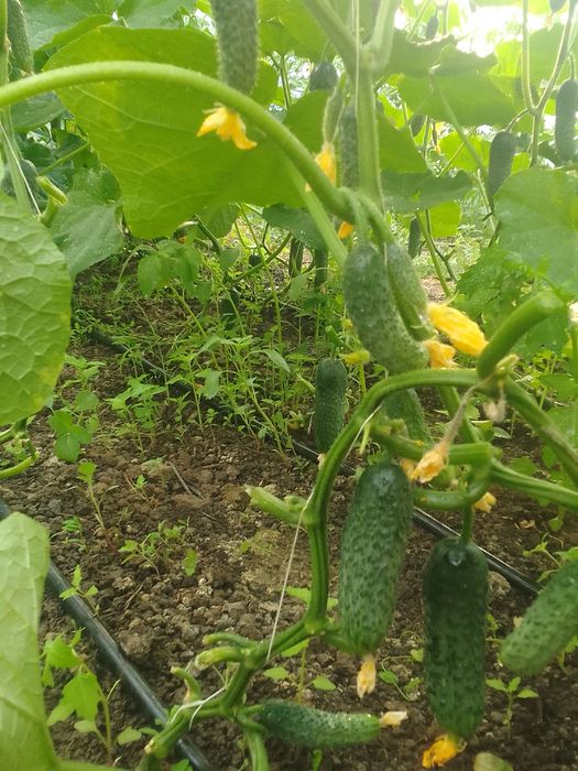 Теплица сатылады 250мың