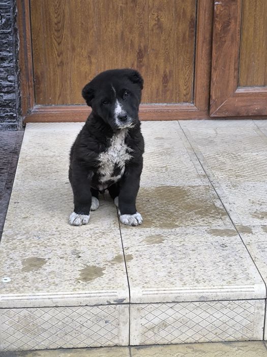 Азиат алабай щенок