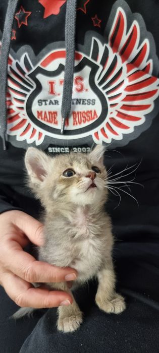Отдам милого котёнка в добрые руки.