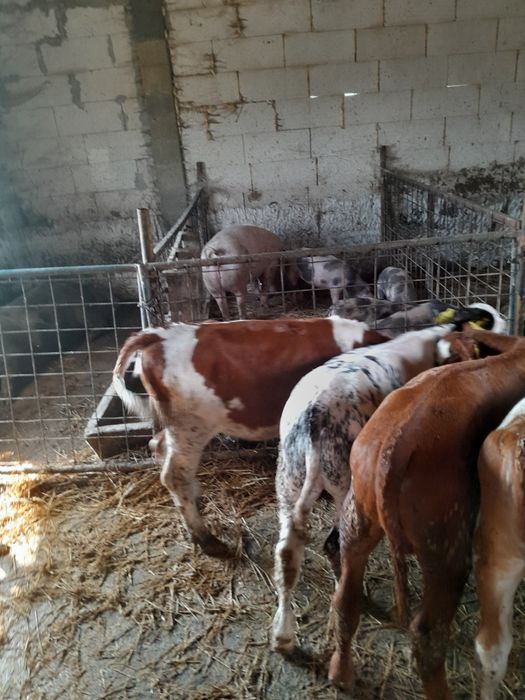 Vand viței de 2 luni