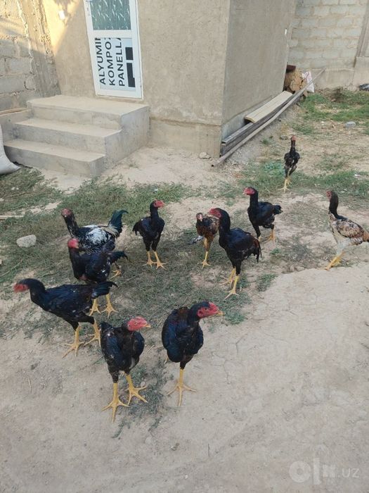 Kulangi horozlar 6 oylik