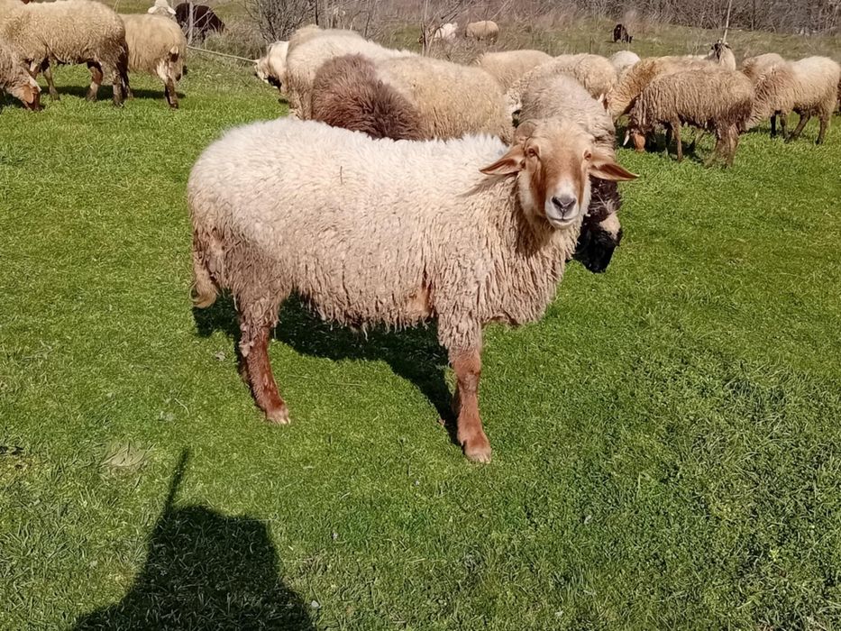 Продава се коч за разплод