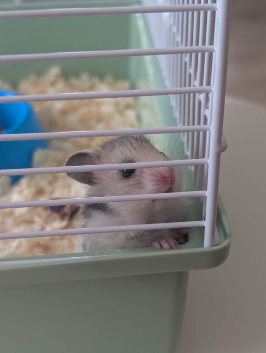 Хамстер с клетка