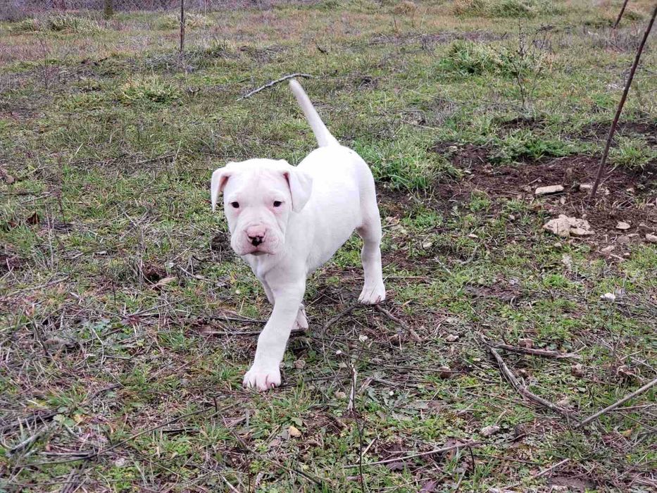 Дого Аржентино кученца