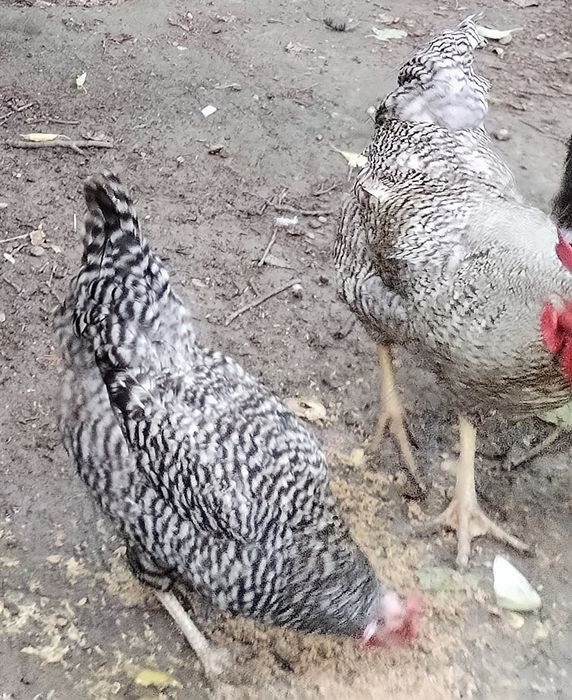 Отличные здоровые цыплята