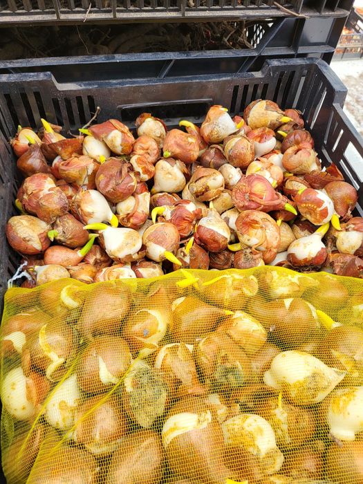 Vând bulbi de crini,lalele zambile narcise,bujori