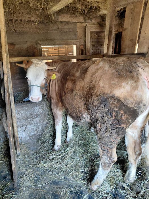 Vand 2 junicii baltatate