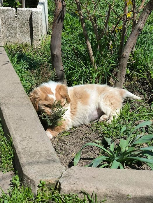 Мини Кокер на почти 3 месеца