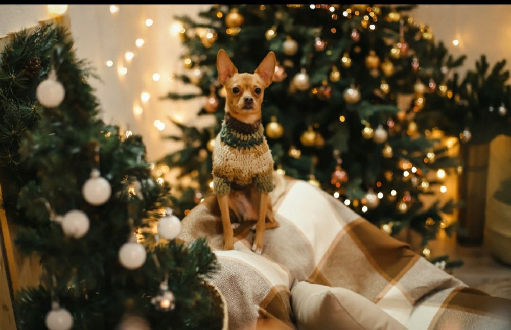 Вязка Той терьер