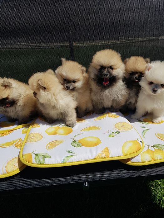 Померан померанчета Гр. София