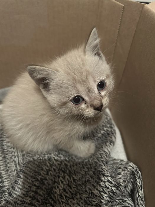 Отдадим котят в добрые руки