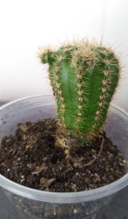 Кактусы для дома и офиса