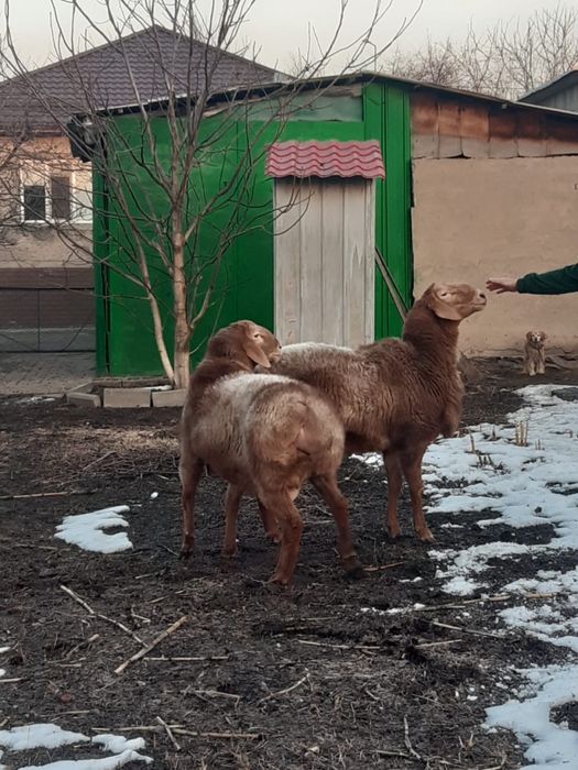 Бараны Арашан Гиссар смесь (самец)